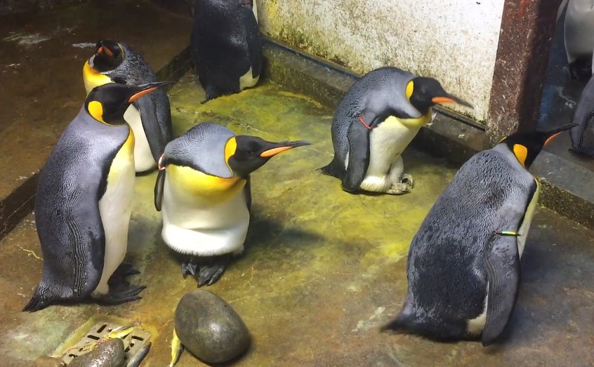 180926 penguin homosexual ac 832p 2e651bb9c055b207ff3427fb030e3f5a.fit 2000w