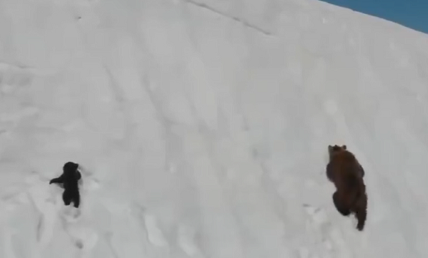 El osito en la nieve