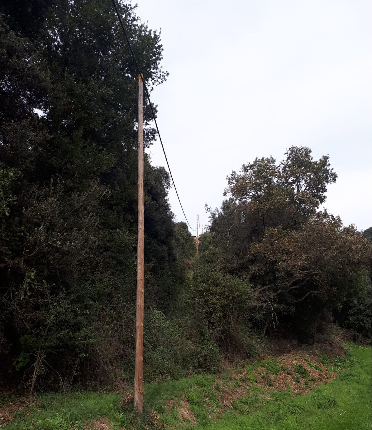 Endesa red rural