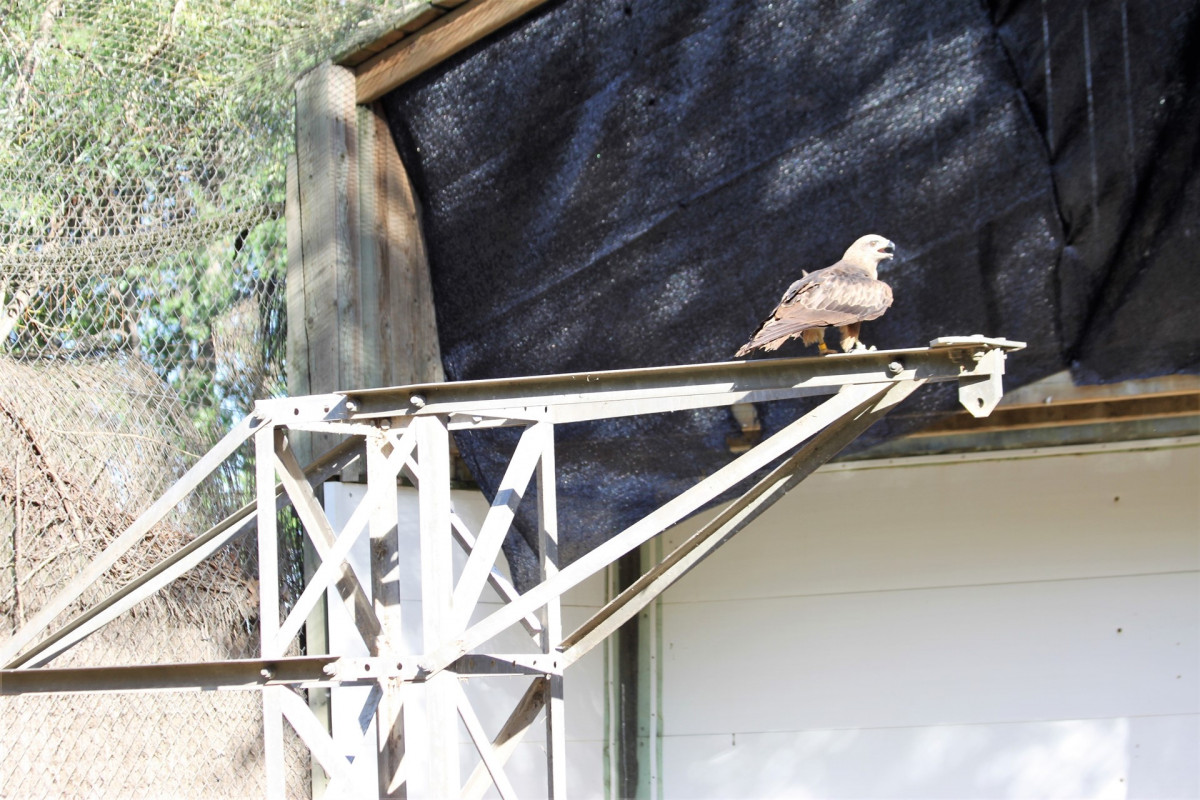 Endesa aves