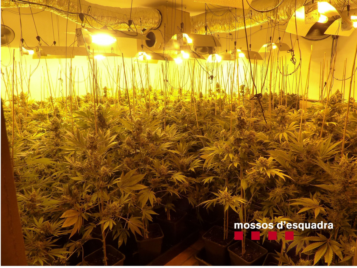 Marihuana mossos incautación