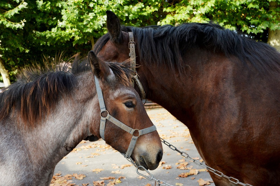 Caballos