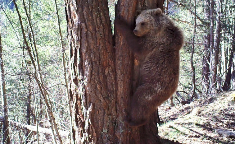 Adiós al oso Pyros de los Pirineros