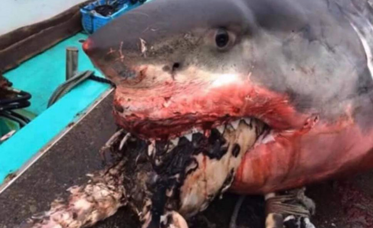 ​Un gran tiburón blanco se ahoga con una tortuga marina en la boca