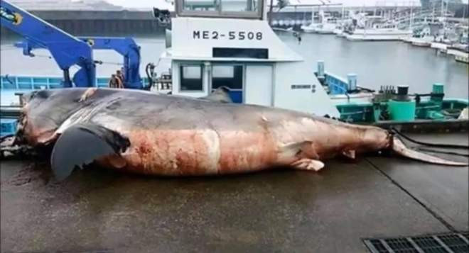A pesar de su gran tamau00f1o, el tiburu00f3n no pudo con la tortuga