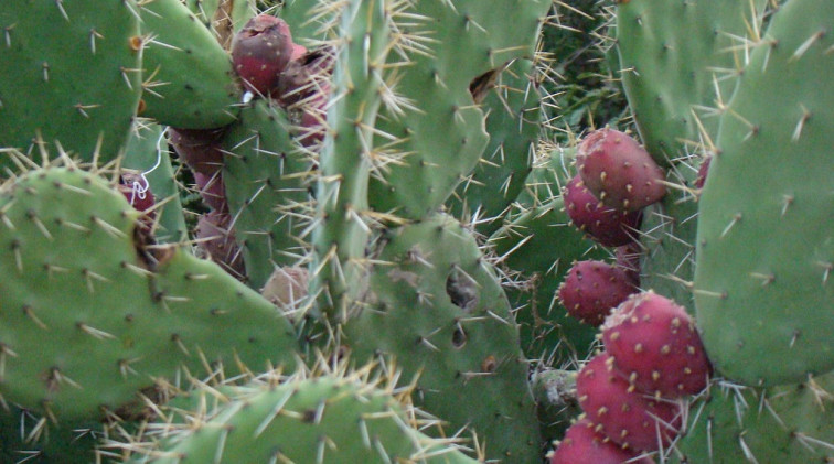 El 'oro verde' de México: Una empresa hace combustible con zumo de cactus