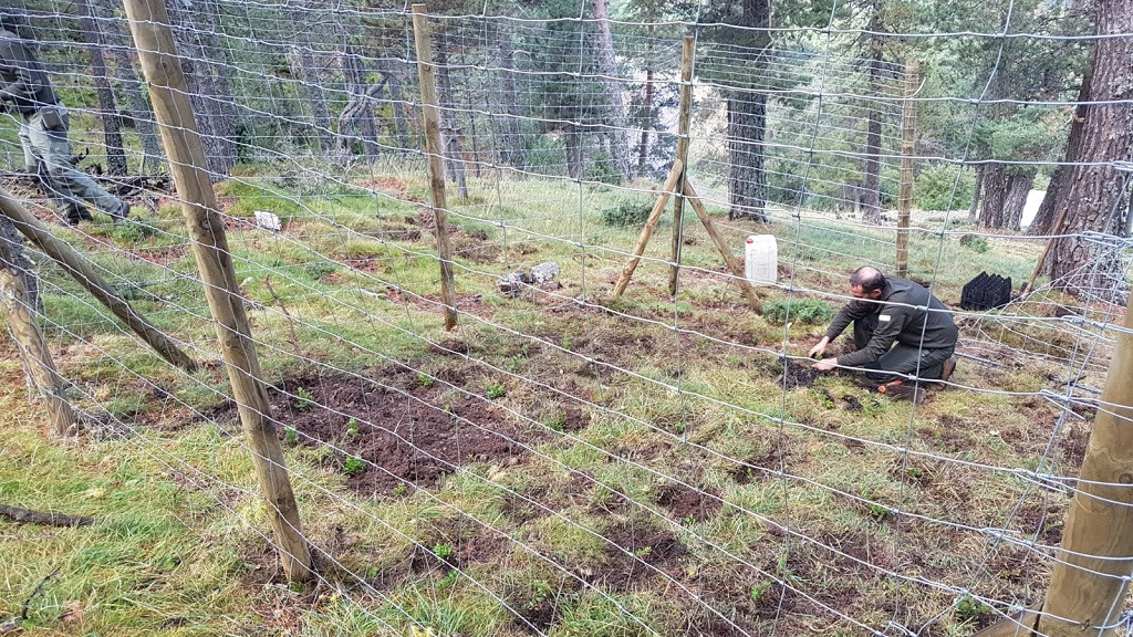 Plantaciu00f3 manual Boumort