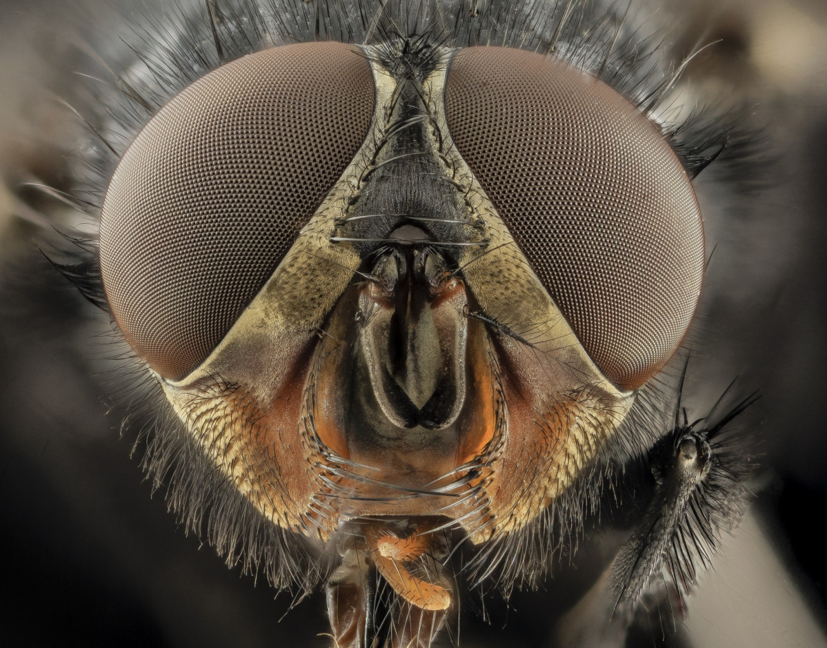 Cabeza mosca