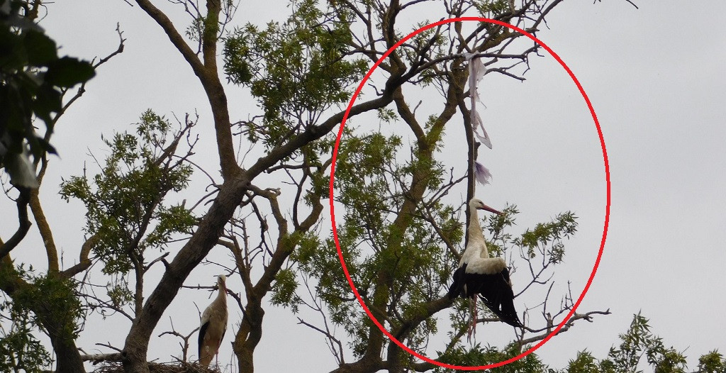 Muere una cigüeña ahorcada por un plástico en el Parc Natural dels Aiguamolls de l'Empordà portada