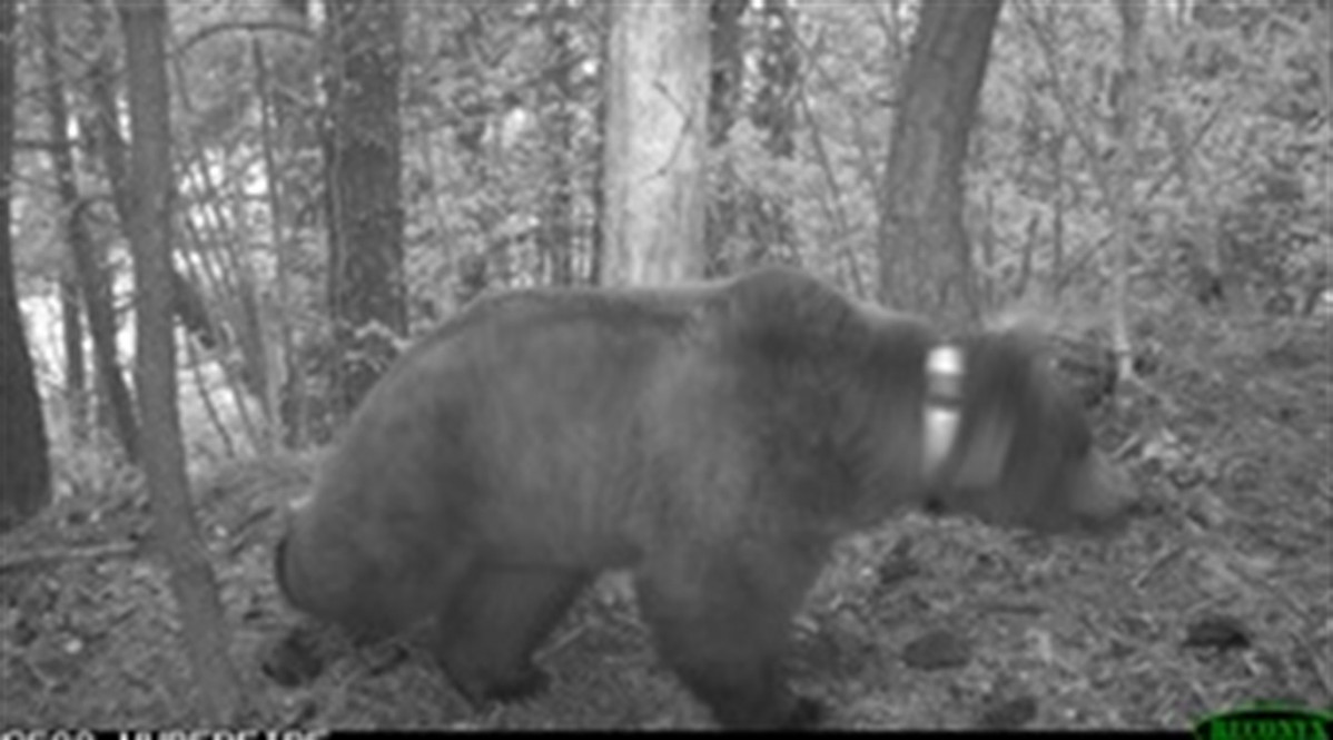 El oso Goiat