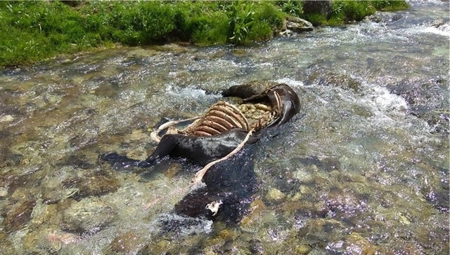 El oso Goiat mata otra yegua en la Val d'Aran (Lleida)