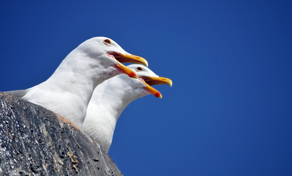 Dos gaviotas