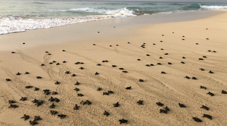 ​El calentamiento global hace que el 99% de las tortugas nacidas en Cabo Verde sean hembras