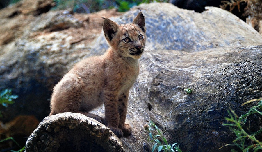 Lince en los Pirineos