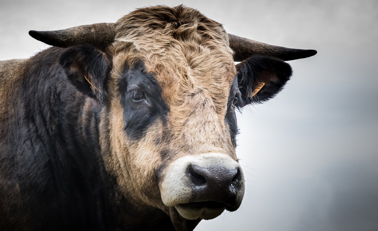 Cinco días desaparecido: Crece la intriga por el toro bravo que se perdió en la sierra de Brihuega