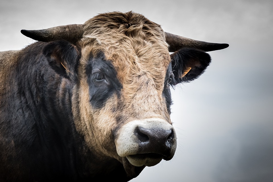 Toro animales correbous