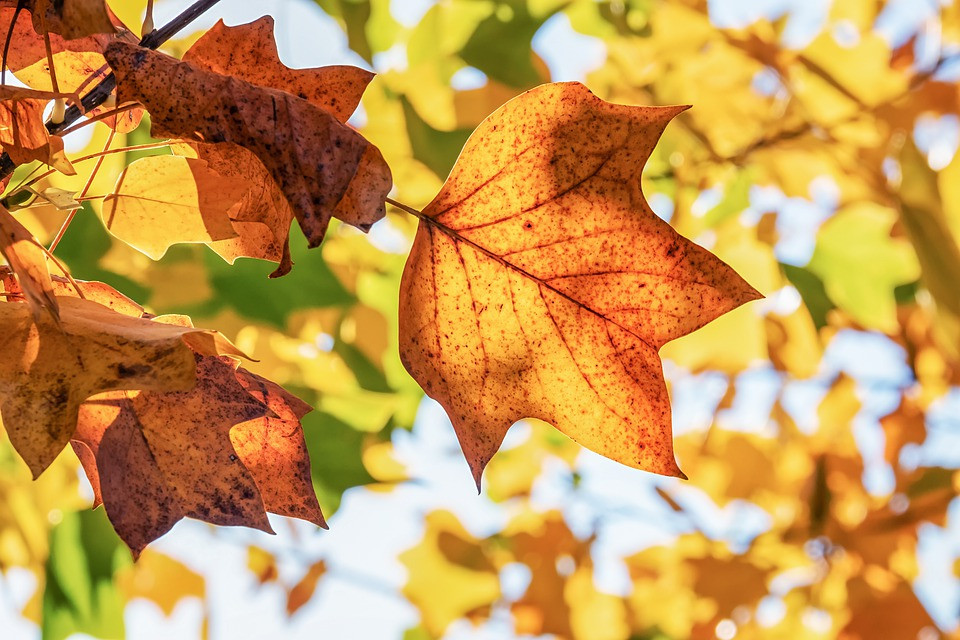 Otoño, hoja seca