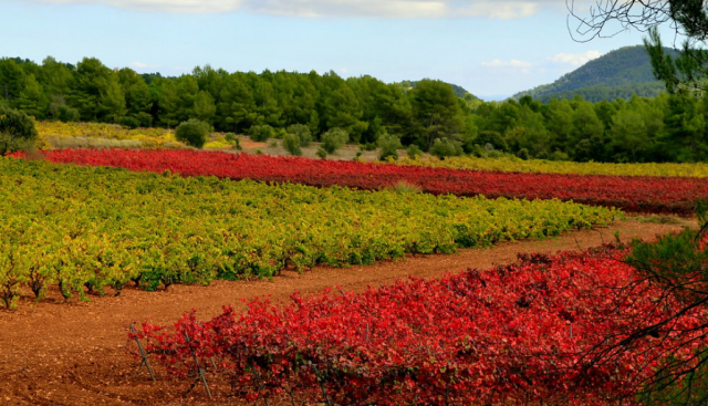 Baix Penedès: vaso medio lleno o medio vacío