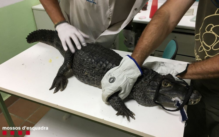 Denuncian al propietario de una tienda de animales por querer vender un caimán de más de un metro