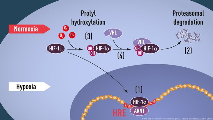 Maquinaria molecular que regula la actividad de los genes a niveles de oxígeno