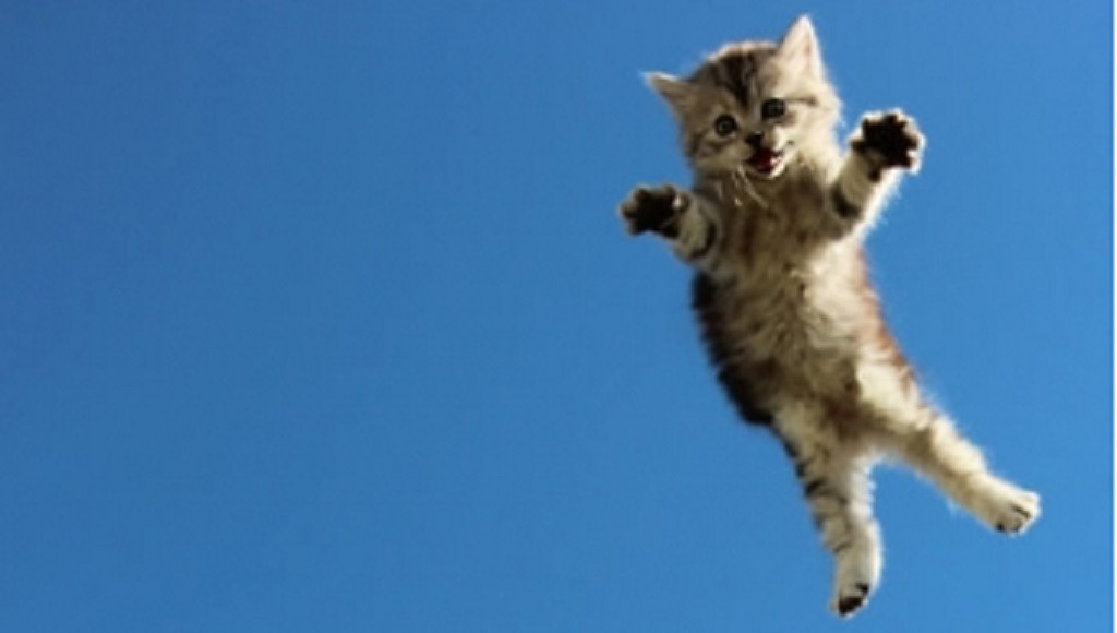 Un gato volando