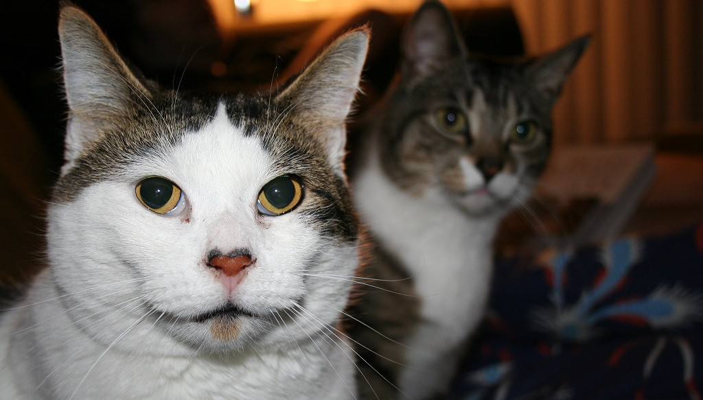 Dos gatos