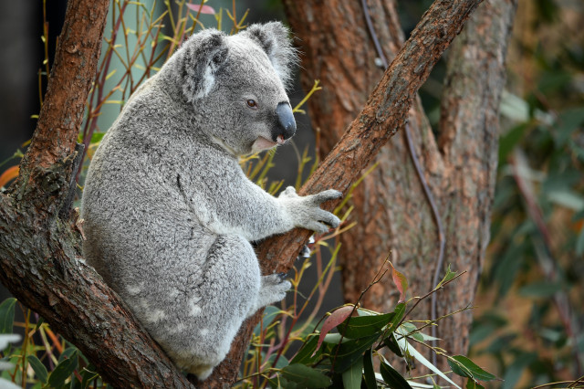 Koalaanimalimagendearchivo