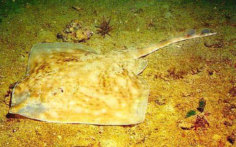 Raja eglanteria