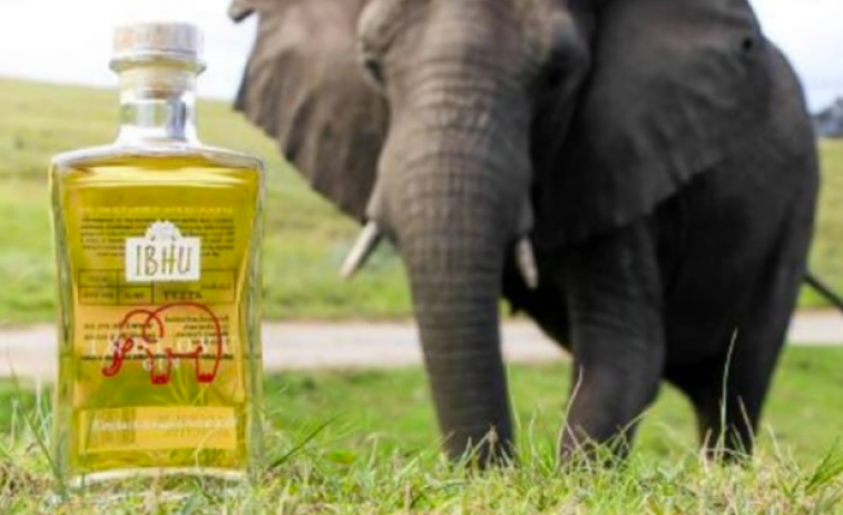 ¿Te atreverías con un gin tonic con mierda de elefante?