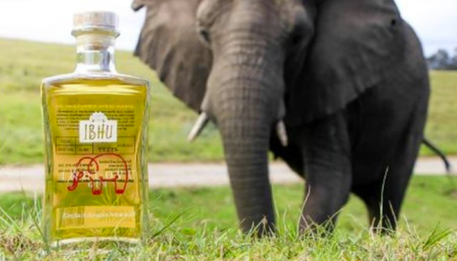 Gin Indlovu es una ginebra hecha a base de heces de elefante