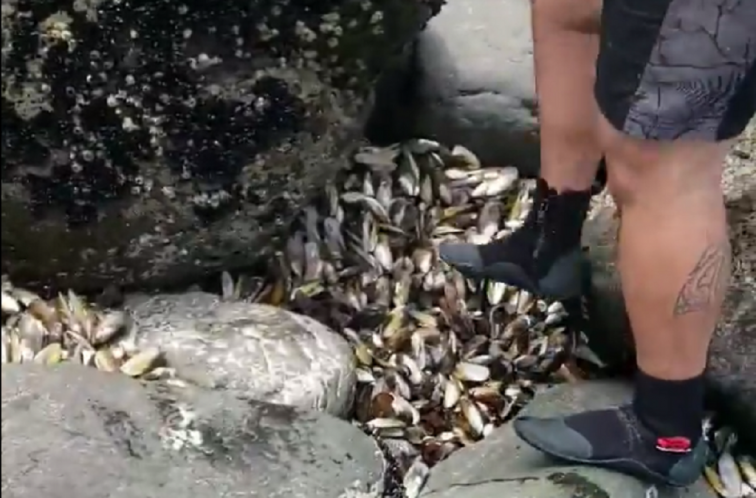 ​Medio millón de mejillones mueren cocinados por el calor en una playa de Nueva Zelanda