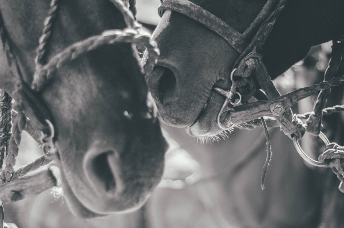 Jose alejandro cuffia  Sxz1BHRW4g unsplash