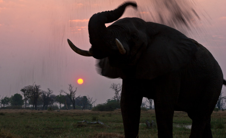 Los elefantes de África podrían desaparecer si no se frena la caza furtiva