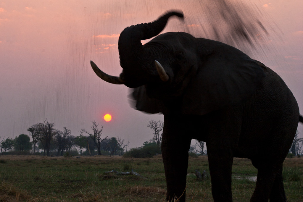 Earth Touch Elephant Botswana