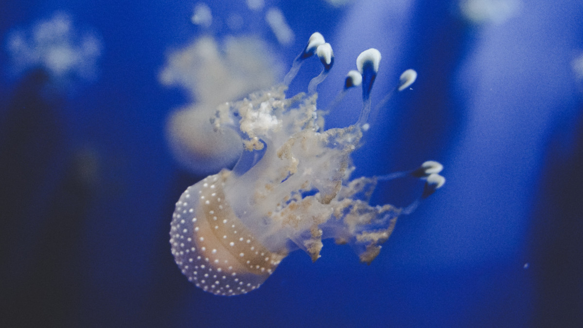 Andrea rizzo ylkaVChIowI unsplash