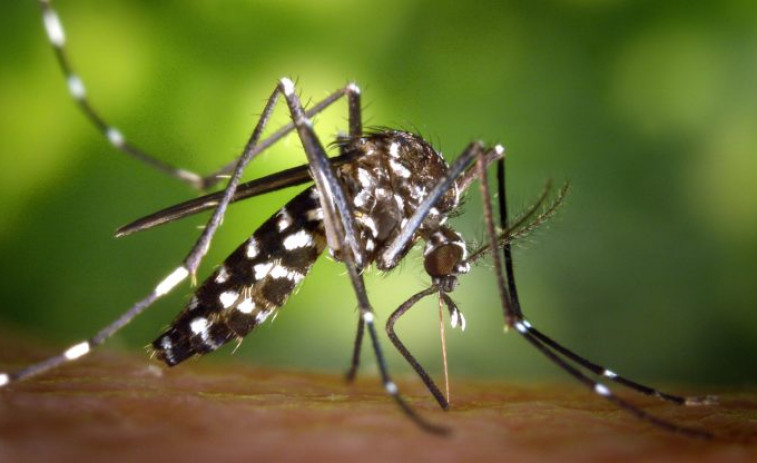 El mosquito tigre se expande por España: dos de cada tres españoles viven en zonas con su presencia
