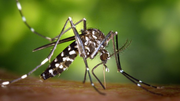El mosquito tigre se expande por España: dos de cada tres españoles viven en zonas con su presencia