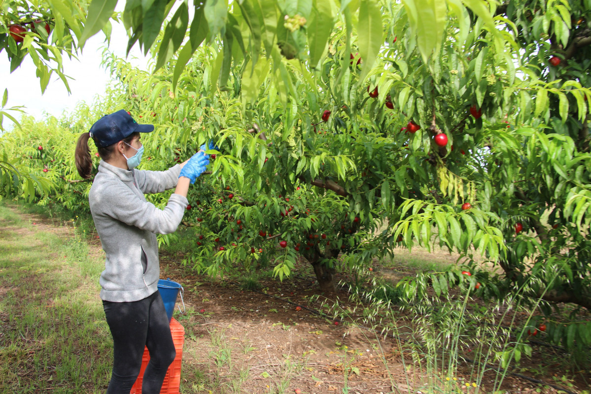 Agricultora trabajando con mascarilla en la recolección de fruta