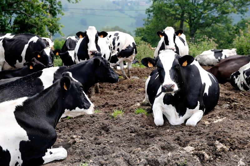 Vacas, ganadería