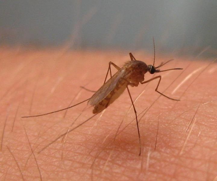 Foto de archivo. Culex pipiens, mosquito del virus del Nilo Occidental en América del Norte