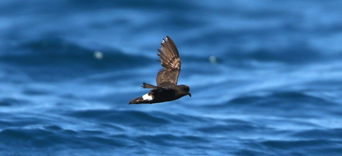 El paíño mediterráneo es una de las aves marinas más pequeñas.