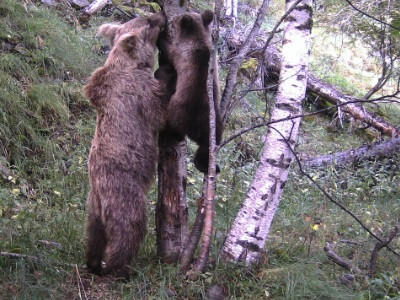 Imagen de una osa con su cría en la Vall de Cardós (Lleida).