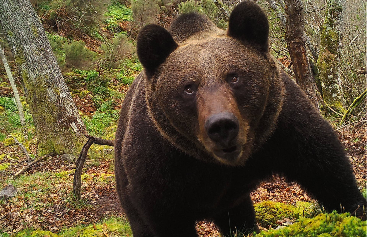 Oso Pardo
