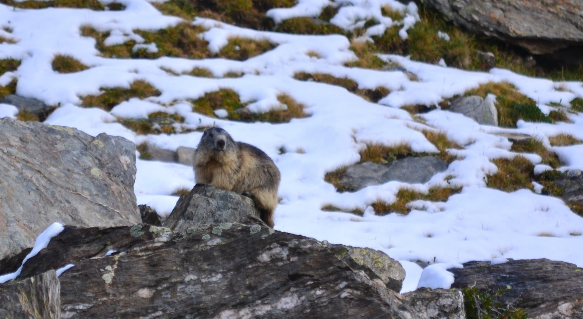 Una marmota este verano en la zona de Vallter, en el Ripollès