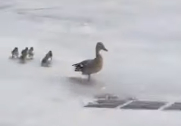Patitos