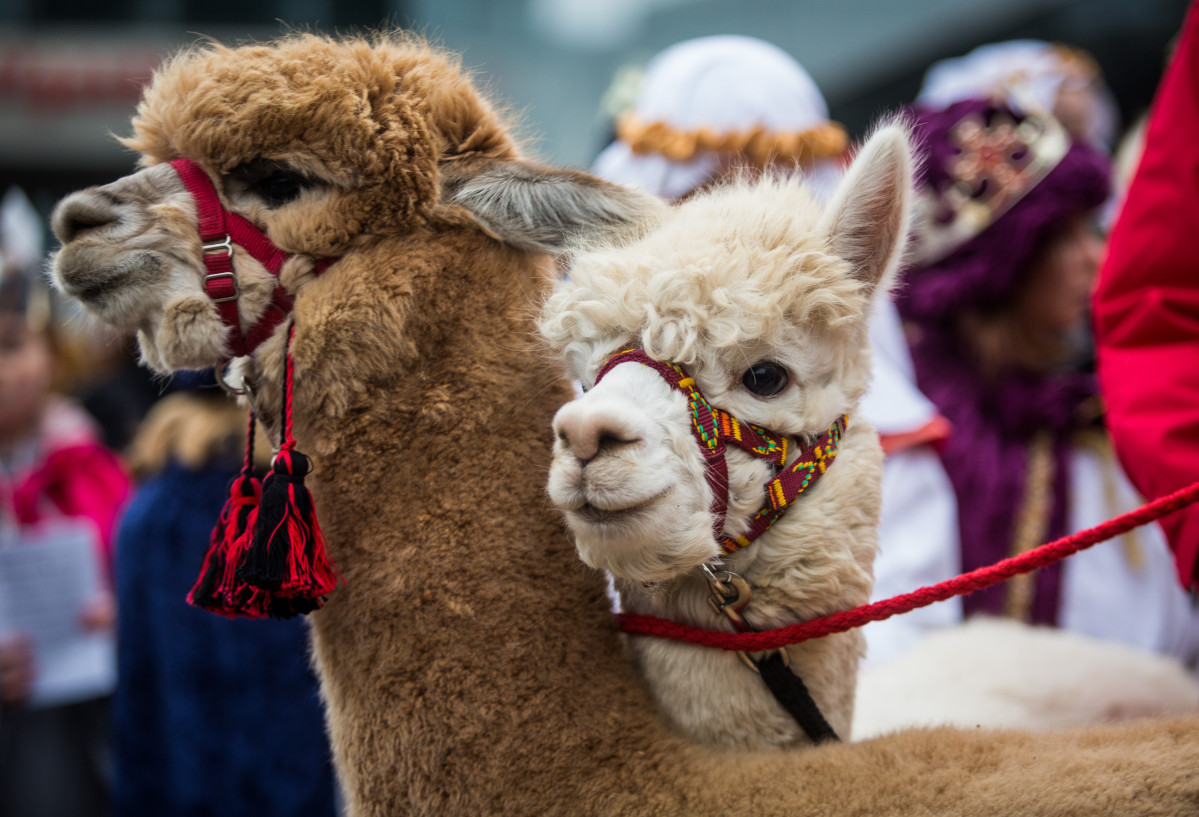 29 December 2018, Baden-Wuerttemberg, Stuttgart: Alpacas from Peru accompany star singers during the opening of the 2019 Star Singing event. Star singers, also known as Epiphany singers or Star boys\' singing procession, are children and young people walk