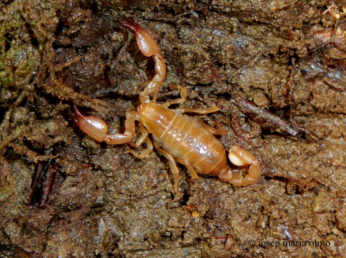 Escorpión ciego 'Belisarius xambeui'