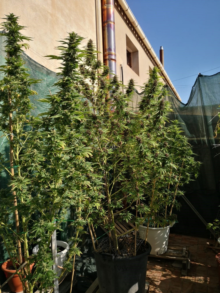La Policía de Les Borges Blanques decomisa 60 kilos de marihuana