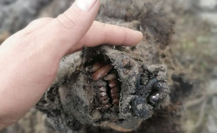​Encuentran en Rusia un oso congelado de más de 30.000 años en perfecto estado de conservación