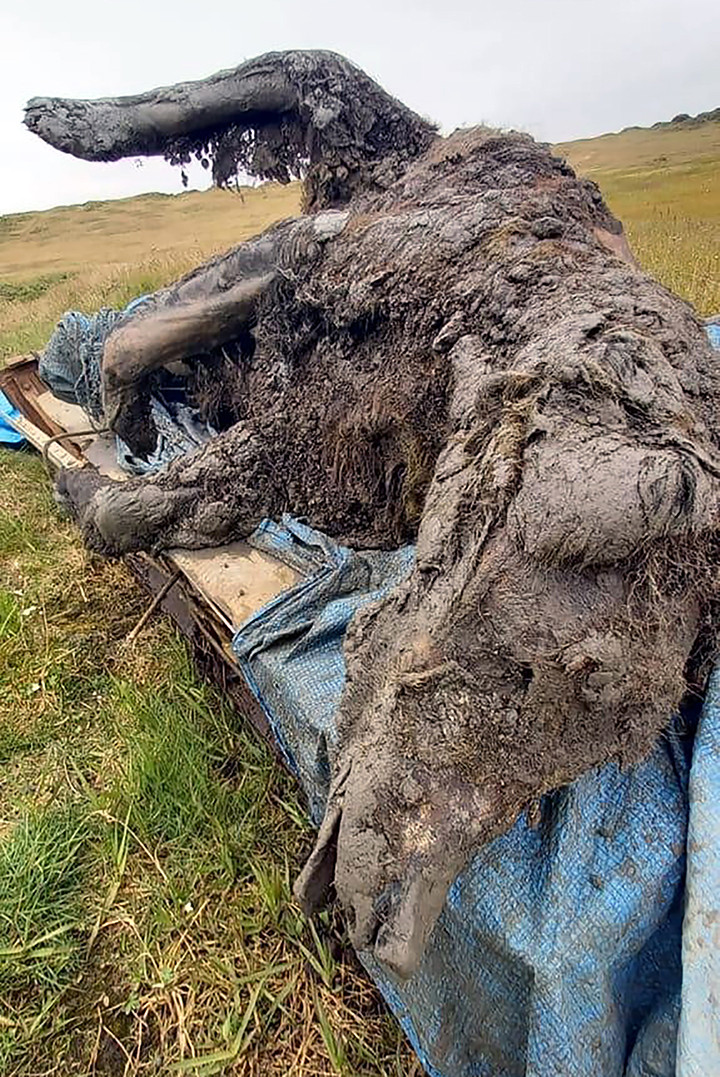 Oso congelado siberia 1